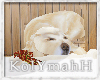 KYH | Winter dog