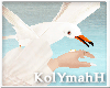 KYH |the rock seagull