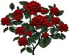 flowers  18  rose