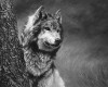 grey wolf B&W