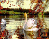 MTD Swans in Lake 