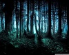 Ambient Nite Forest Snd