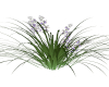 Purple Flower Grass