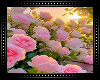 ♡Pink Roses Background