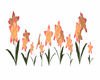 Sunset Lilies