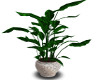 Leafy potted plant 