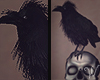 Spirits Skull Crow