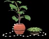 LWR}Luvi:Plant 2