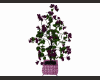 Purple flower plant