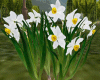 Planter Narcissus Flower