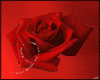 Rose Red Turtleneck