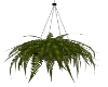 hanging fern 