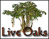 ~Live Oaks~