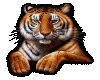 Tiger12