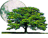 Moon over Tree