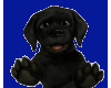 large black lab puppy
