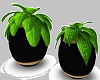 Potted Plant Set