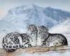 snow leopard and grey