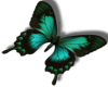 Aqua butterfly