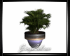 Pot Plant Derivable