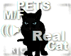 R|C Black Cat Pets M/F