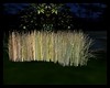 Grass in the wind