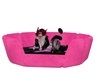 CatBed1