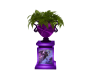 Purple Dragon Urn Plant