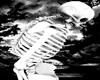 Avi Wolverine Skeleton