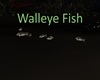 Walleye Fish