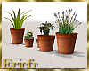 [Efr] Home Plants