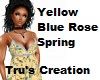 YellowBlue Rose Spring