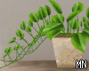 Droopy plant