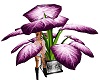 bc's Huge Purple Plant
