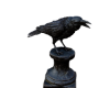 Black Raven