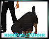 ^Black Labrador  /Pet