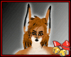 Red Fox (m)