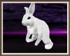 Wonderland White Rabbit