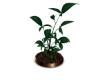 Odyssey Plant