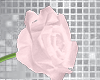 Floral Rose F/M