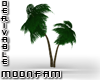 *MF* Duble Palm Tree DER