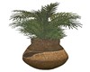 PALM in LARGE URN