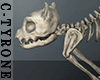 Cat - Skeleton