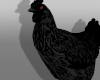 evil chicken c:<