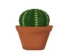 POTTED CACTUS