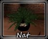 NTCountrgirl Small Plant