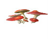 (SS)Huge Mushroom