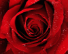 Wet With Dew Red Rose