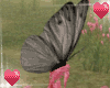 butterfly Dark