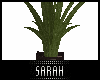 4K .:Palm Plant:.